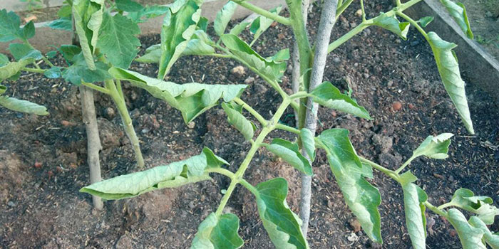 overwatering plant leaves curling upwards