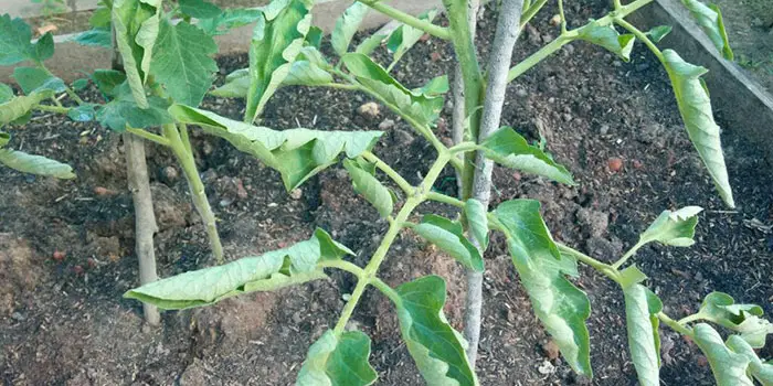 plant leaves curling upwards