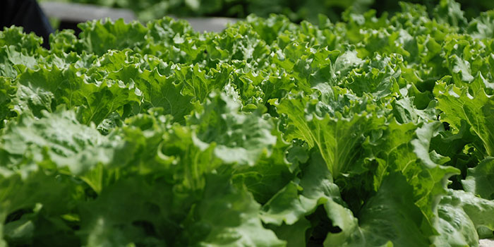 lettuce How Long Does Lettuce Take To Grow Hydroponically?