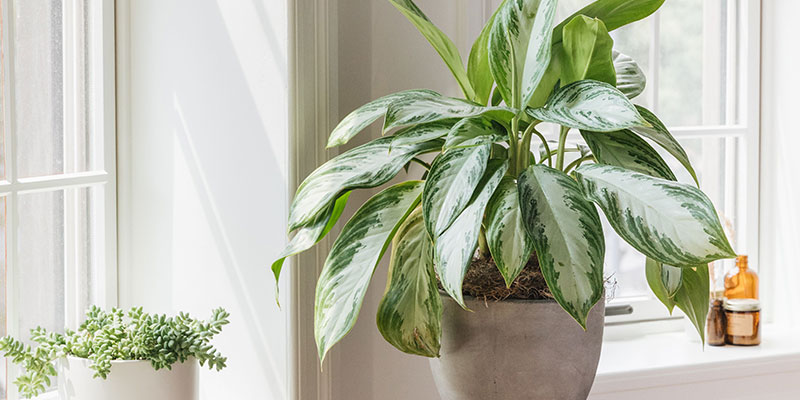 types-light-stress What Are The Two Types Of Light Stress In Plants?