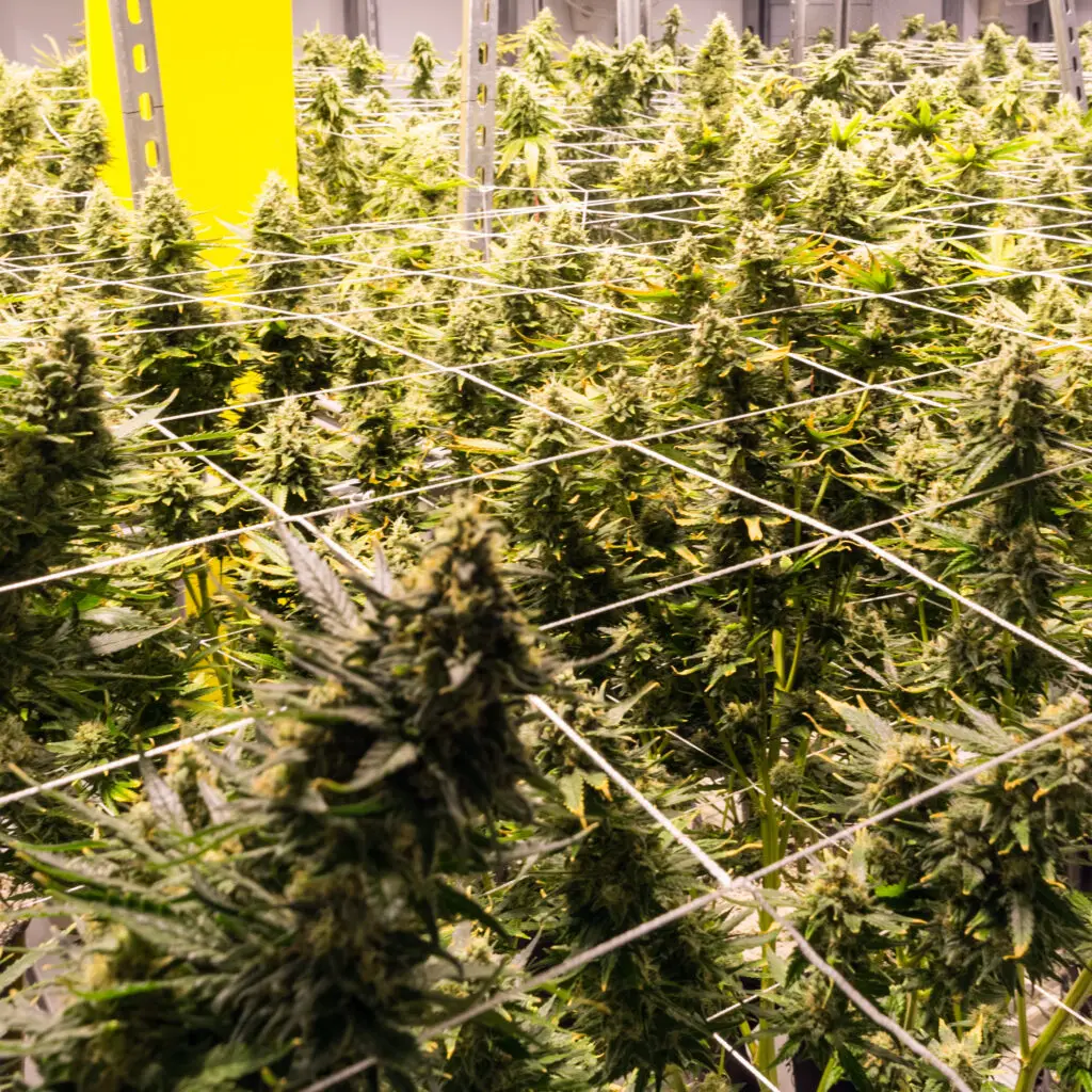 Cannabis plant with LST applied showing flat canopy and multiple bud sites
