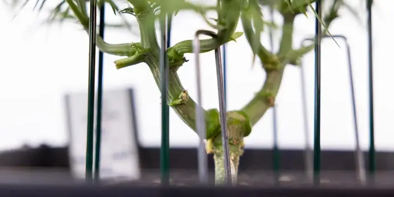 Cannabis plant with branches trained horizontally using LST ties for even canopy development