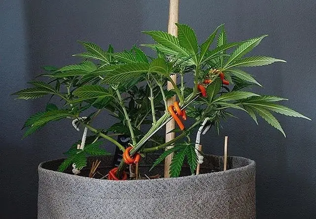 Cannabis plant with LST applied showing flat canopy and multiple bud sites