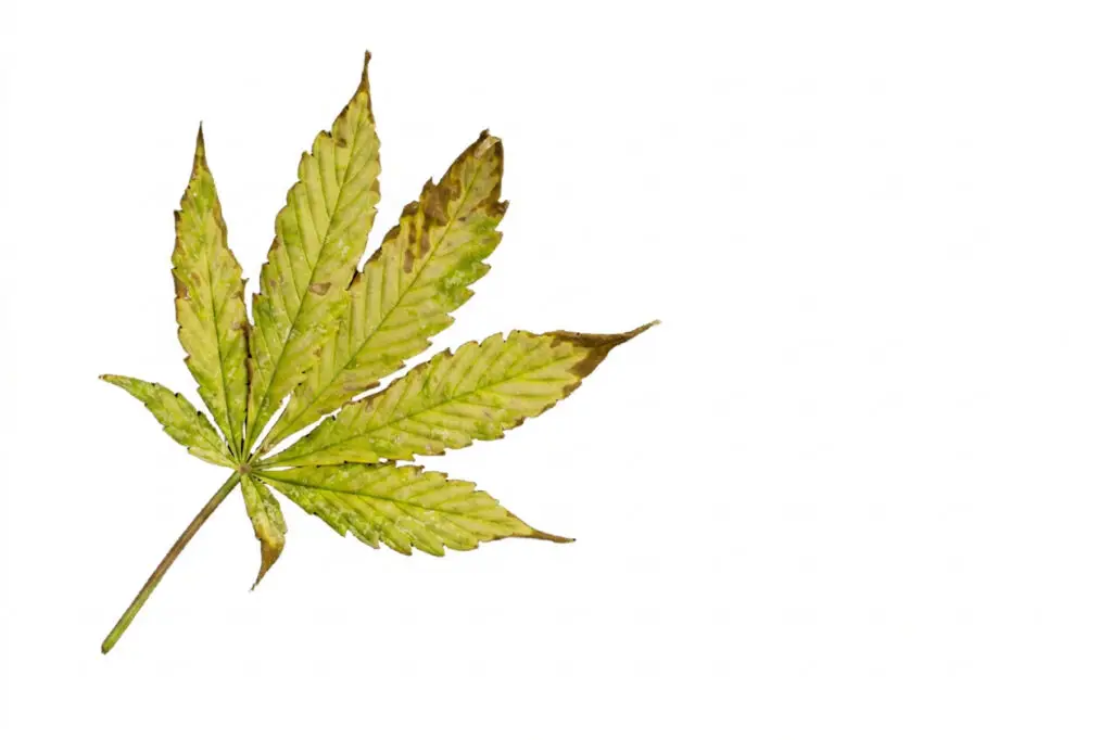 Advanced magnesium deficiency in cannabis plant showing widespread lower-canopy yellowing and necrotic brown spots between leaf veins