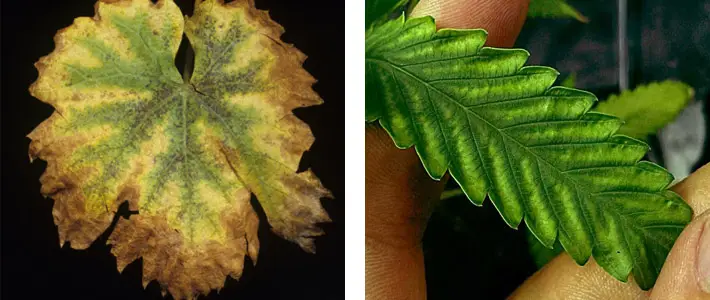 Interveinal chlorosis on mature cannabis leaf showing green veins against yellowed tissue — early-stage magnesium deficiency symptom