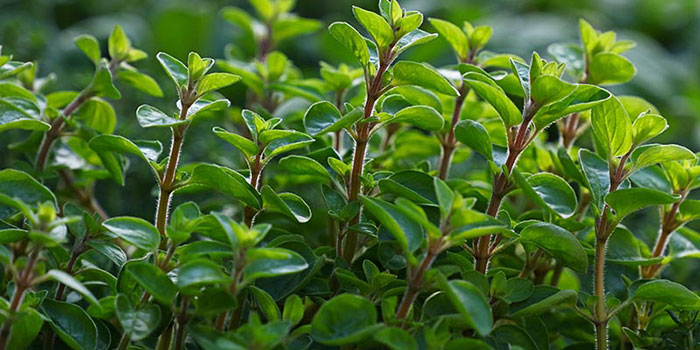 marjoram-garden How To Grow Marjoram In Your Backyard