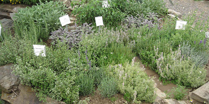 Start-marjoram What Do You Need To Start Growing Marjoram?