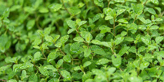 plant-marjoram Planting Marjoram Seedlings In The Garden