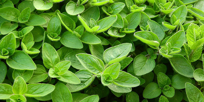 store-marjoram How To Harvest & Store Marjoram