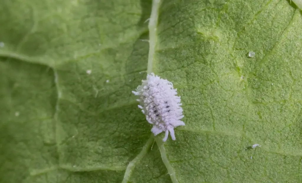 Close-up mealybugs on underside of plant leaf showing white segmented bodies