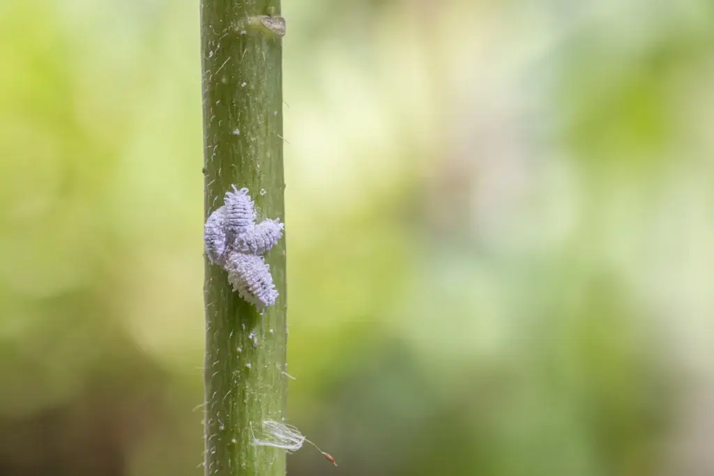 Mealybug infestation on plant stem showing white wax deposits and clustered colonies