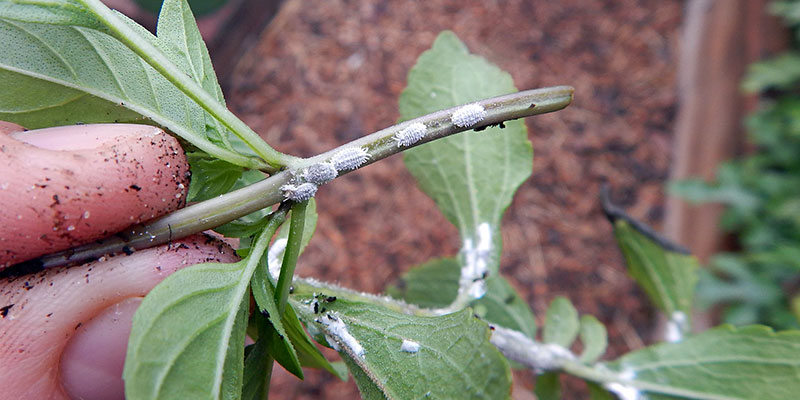 How to identify Mealybugs on your plants