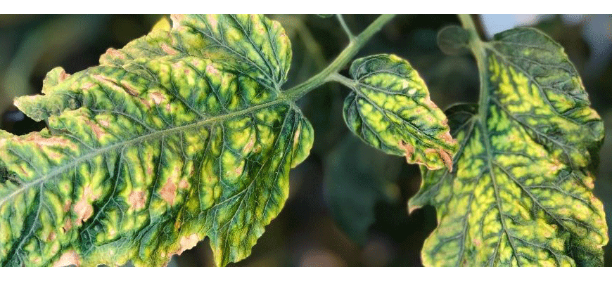 Molybdenum (Mo) Nutrient Deficiencies In Plants