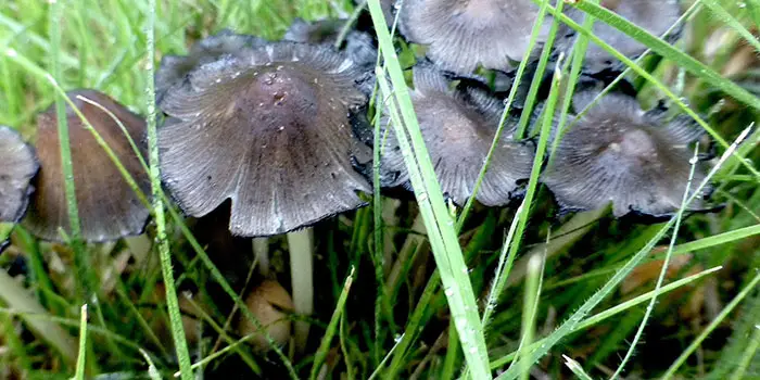 are mushrooms in the garden a bad thing?