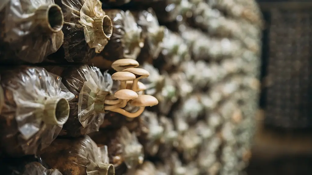 Mushrooms are growing on the farm.
