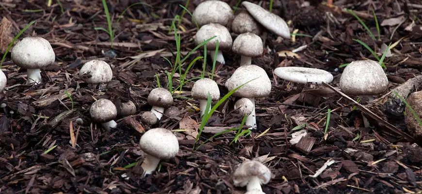 Why Are Mushrooms Growing in My Garden?