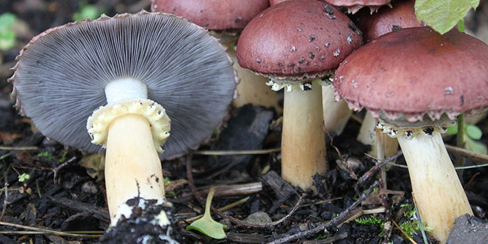 mushrooms getting rid of mushrooms