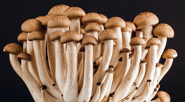 Can You Grow Mushrooms Hydroponically?