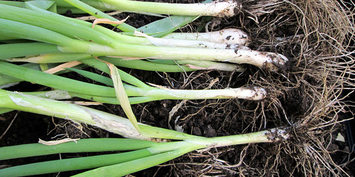 Can You Grow Hydroponic Onions?