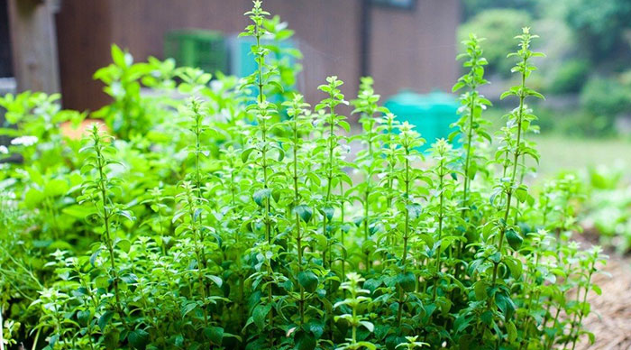 grow-oregano What Are The Best Oregano Varieties To Grow?