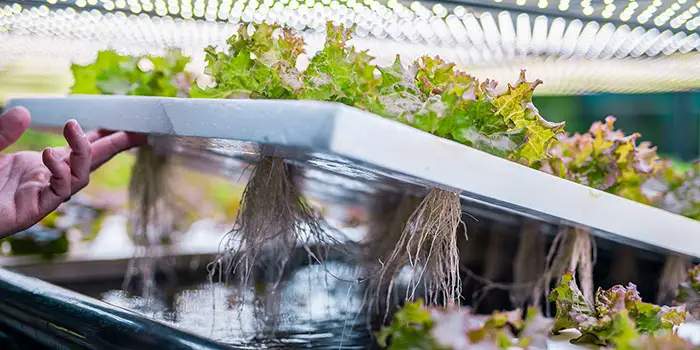 Maintaining Your Organic Hydroponic System