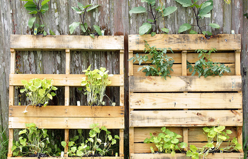 pallet-garden vertical pallet garden