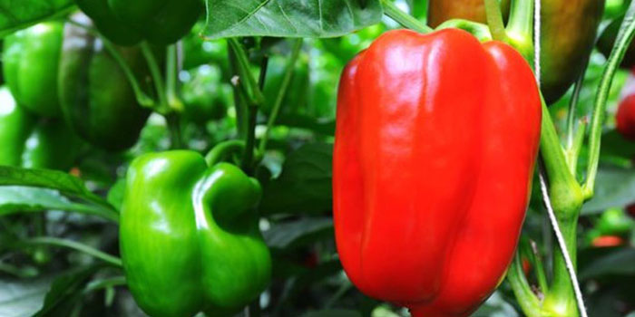 peppers Can You Grow Peppers Hydroponically?