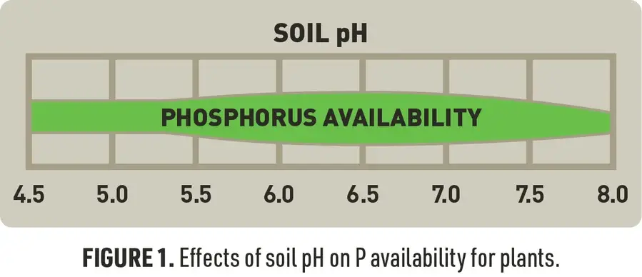 Chart showing phosphorus nutrient availability across pH range 5.0 to 7.5 for soil and hydroponics