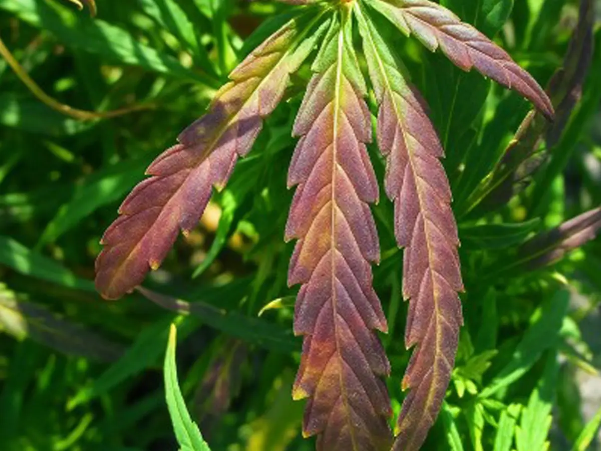 Cannabis plant showing phosphorus deficiency with purple petioles and dark green lower leaves