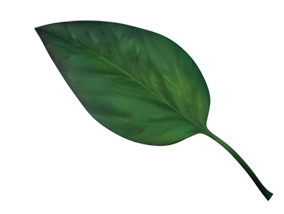 phosphorus nutrient deficiency
