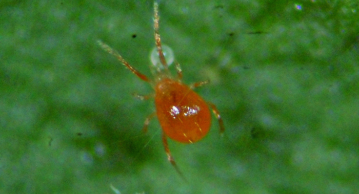 Phytoseiulus persimilis Phytoseiulus sp