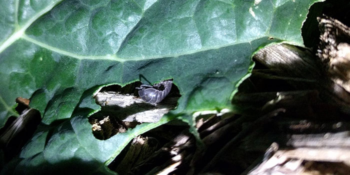 roly-poly-bugs Will Pill Bugs Actually Damage Gardens?