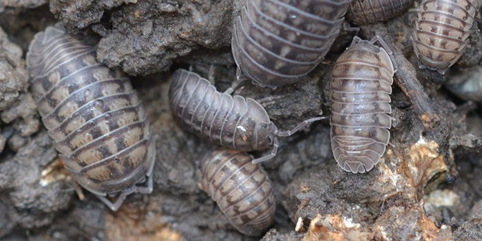 get-rid-rolliepollies How To Get Rid Of Pill Bugs In The Garden Naturally