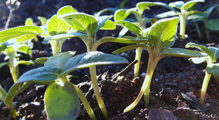 tobacco-moasic-virus winter garden vegetables
