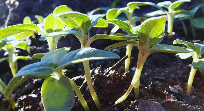 winter garden vegetables