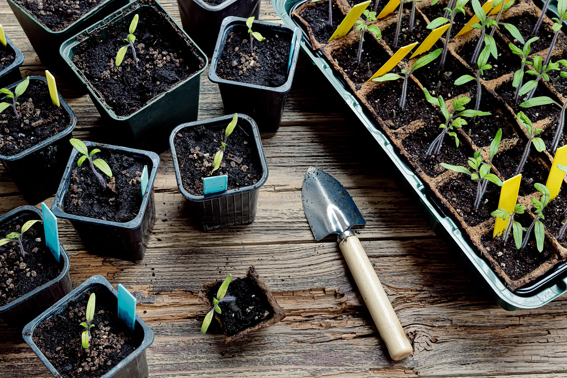 Plant propagation techniques for cuttings and seedlings