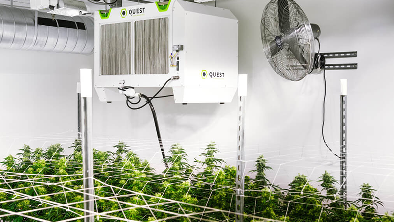 Dehumidifier in grow room