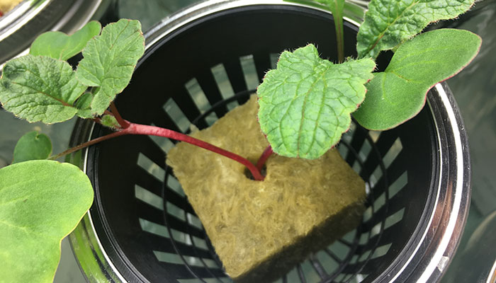 start-radish hydroponic radish in net pot
