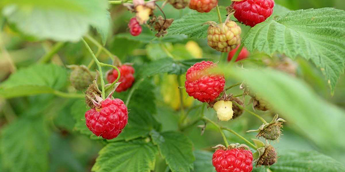 raspberry Can Raspberries Be Grown Hydroponically?