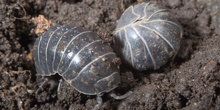 pillbug-outbreak How To Prevent A Pill Bug Infestation In The First Place