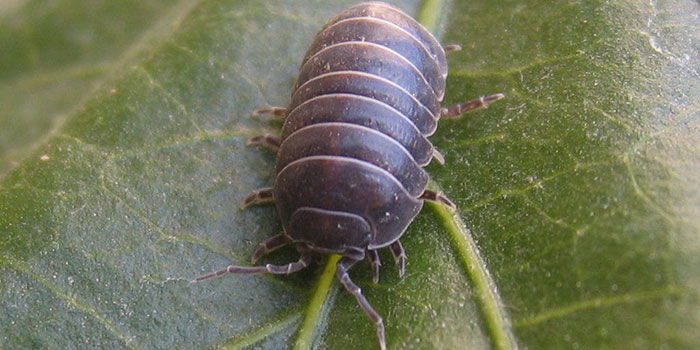 pillbugs What Are Pill Bugs?