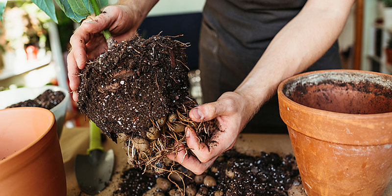 Root Binding What Are Root Bound Plants Symptoms?