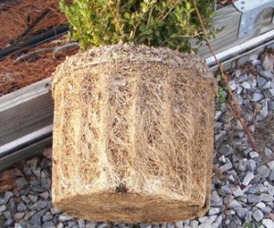 root bound