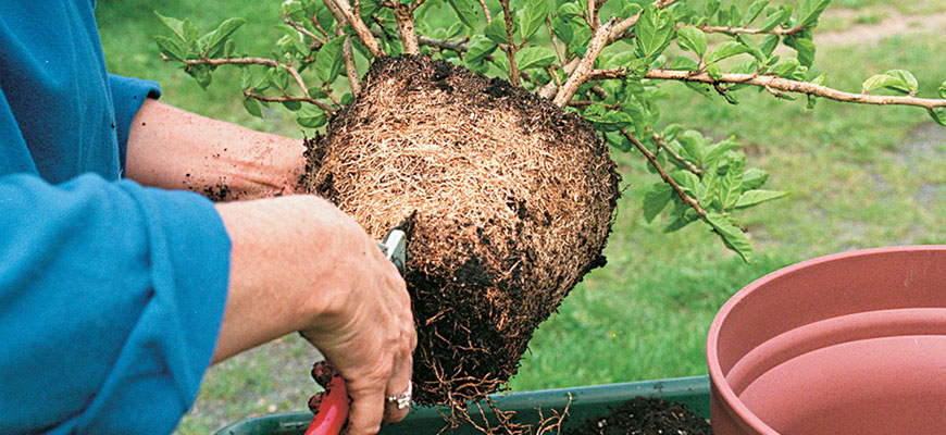 Root Bound Plants Symptoms & Treatment