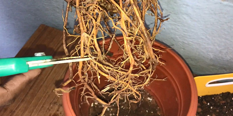 Root pruning Plants That Like To Be Root Bound