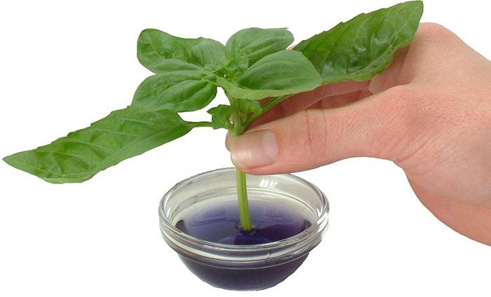 apply-hormones how to use rooting gel or powder on clones cuttings