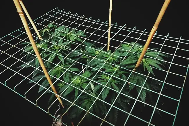 ScrOG trellis netting in grow tent with cannabis branches woven through mesh