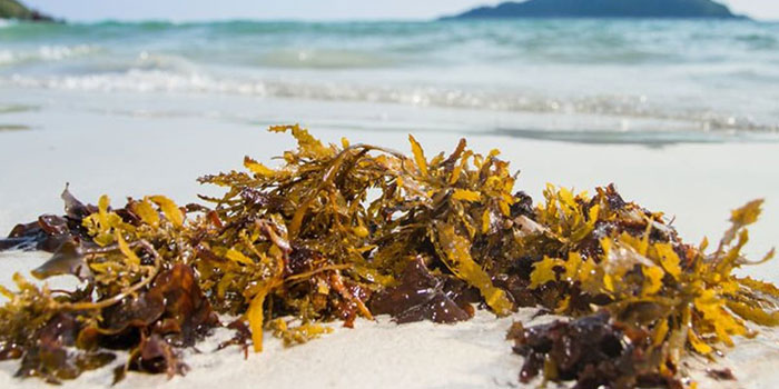 kelp-meal What Does Kelp Meal Do For Plants?