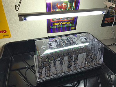 cloninglights Why Grow With Fluorescent T5 Grow Lights?