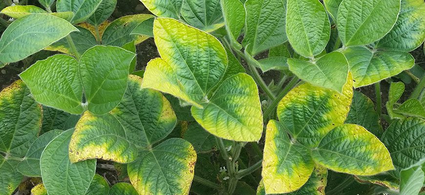 Silicon (Si) Nutrient Deficiencies In Plants